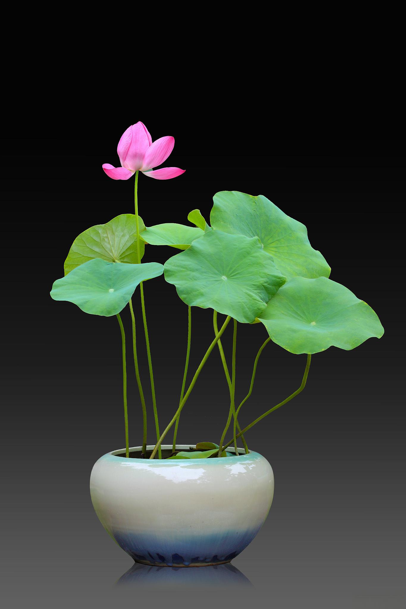 水培荷花种植养护指南 水培荷花是一种清新且易培养的花卉,为我们的