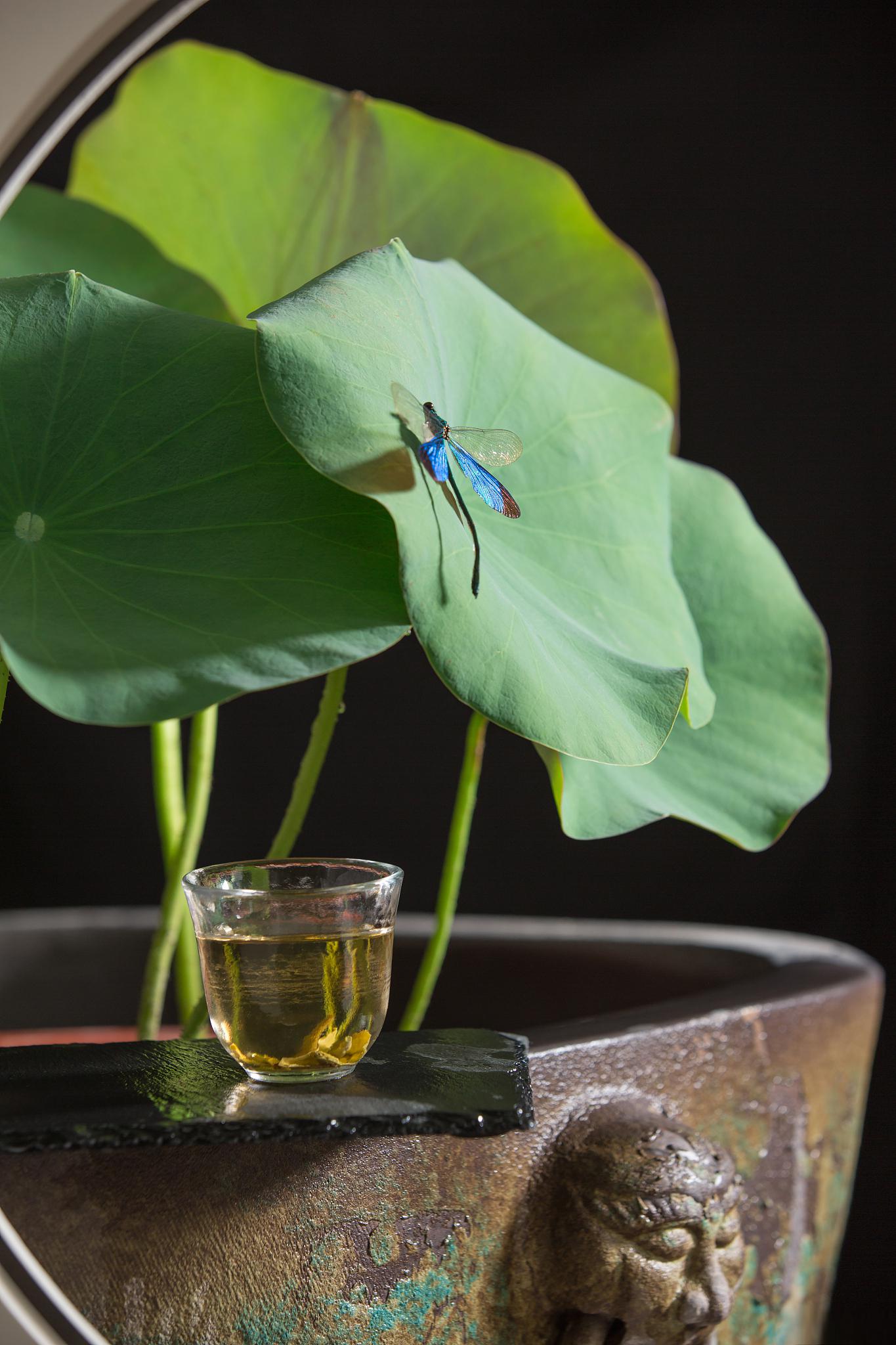 水培荷花种植养护指南 水培荷花是一种清新且易培养的花卉,为我们的