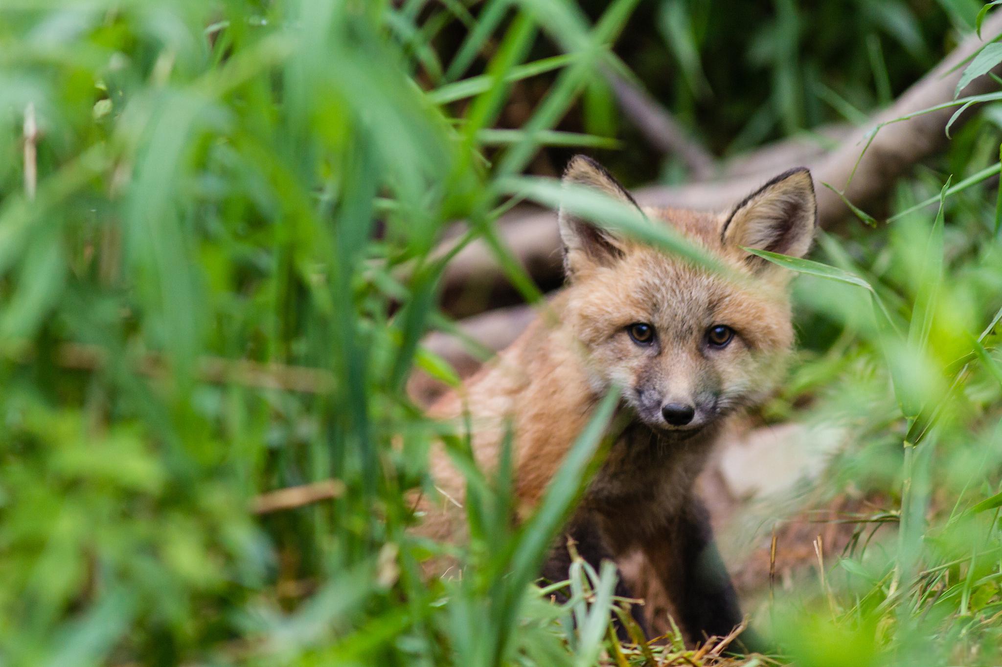 狡猾的狐狸爱上温顺的兔子 在神秘的森林中,狡猾的狐狸菲力爱上了温顺