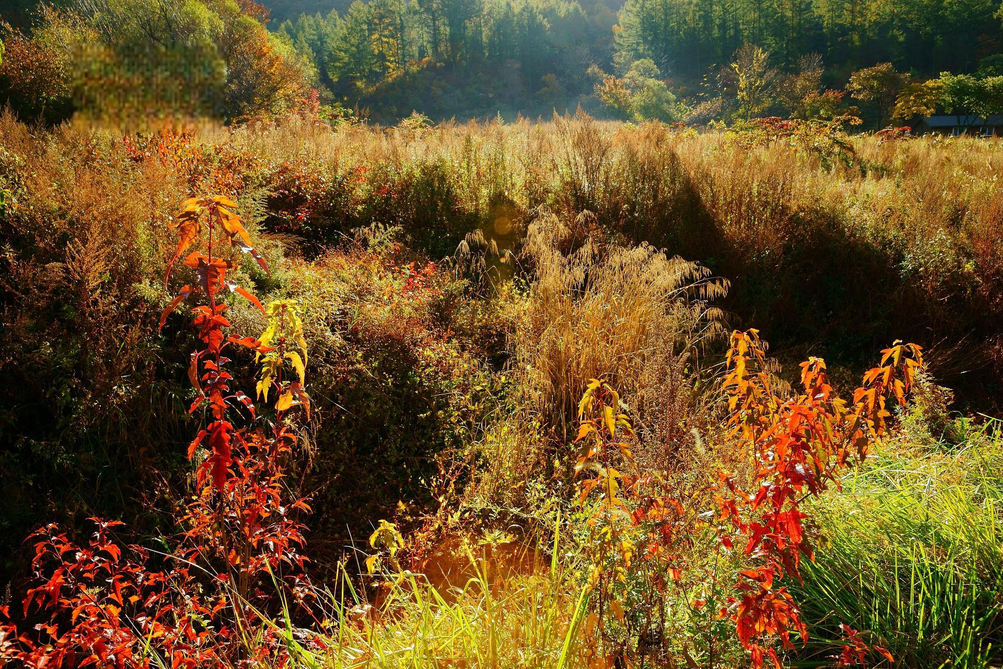 秋日子午岭,五彩缤纷的世界 子午岭,一个位于中国黄土高原的中心地带