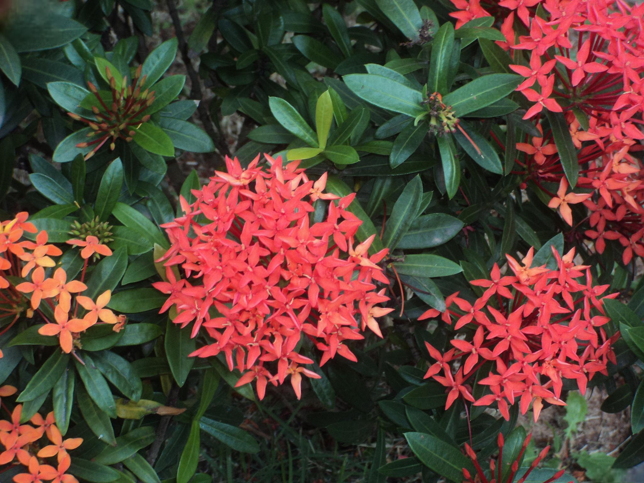 的种植与养护 龙船花又名英丹,仙丹花,百日红,为茜草科,龙船花属植物