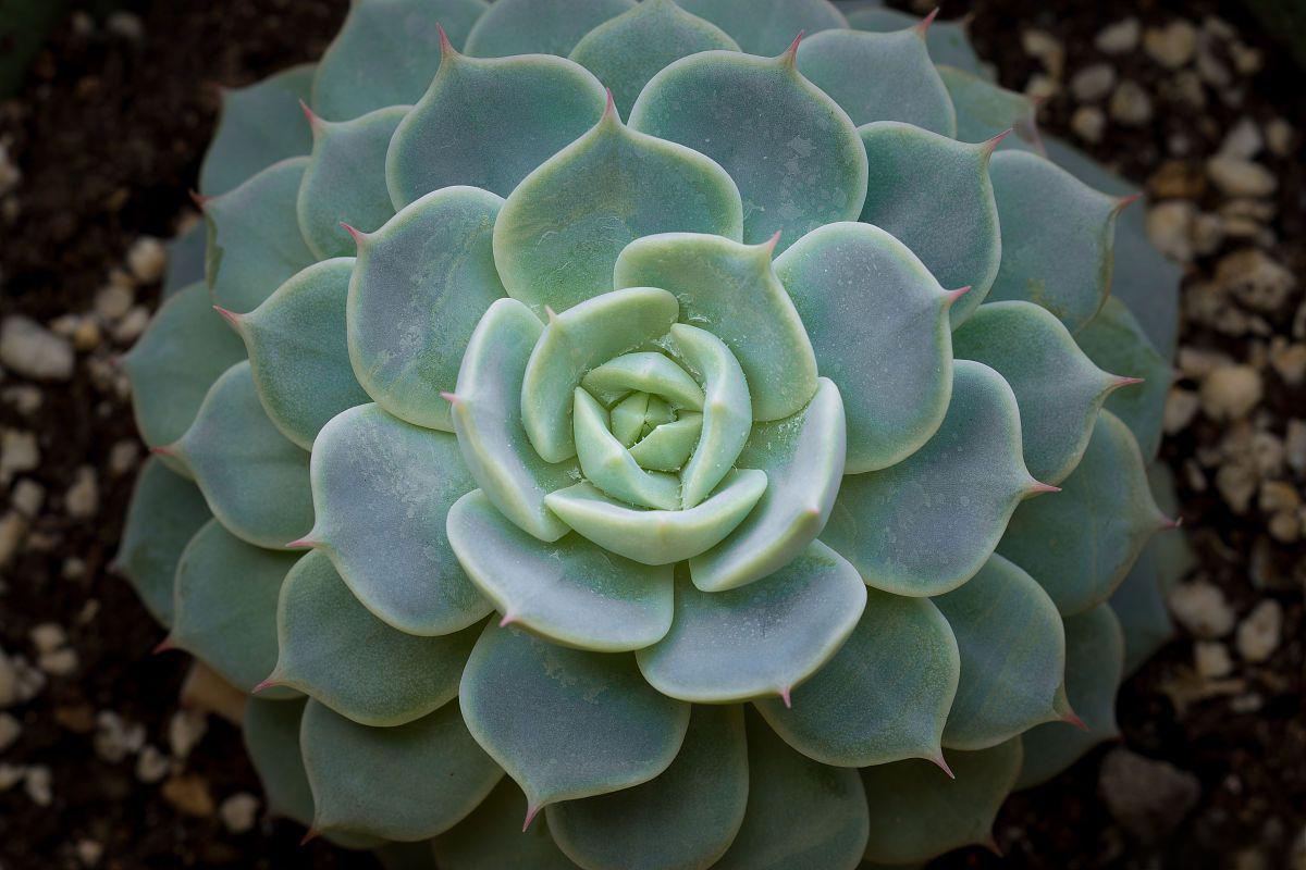 赫拉多肉养殖全攻略 赫拉多肉(hylocereus undatus),又称火龙果,红心