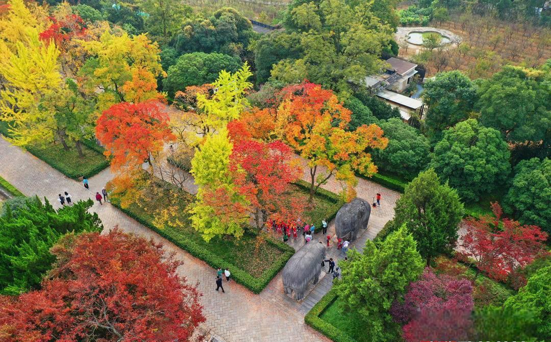 南京石象路秋季美景 南京的石象路因其神道两旁高大的动物石雕而得名