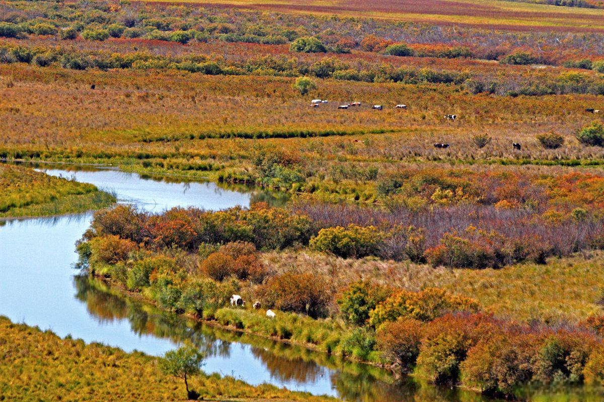扎龙自然保护区:秋色盛宴 扎龙.@小歆说汽车的动态