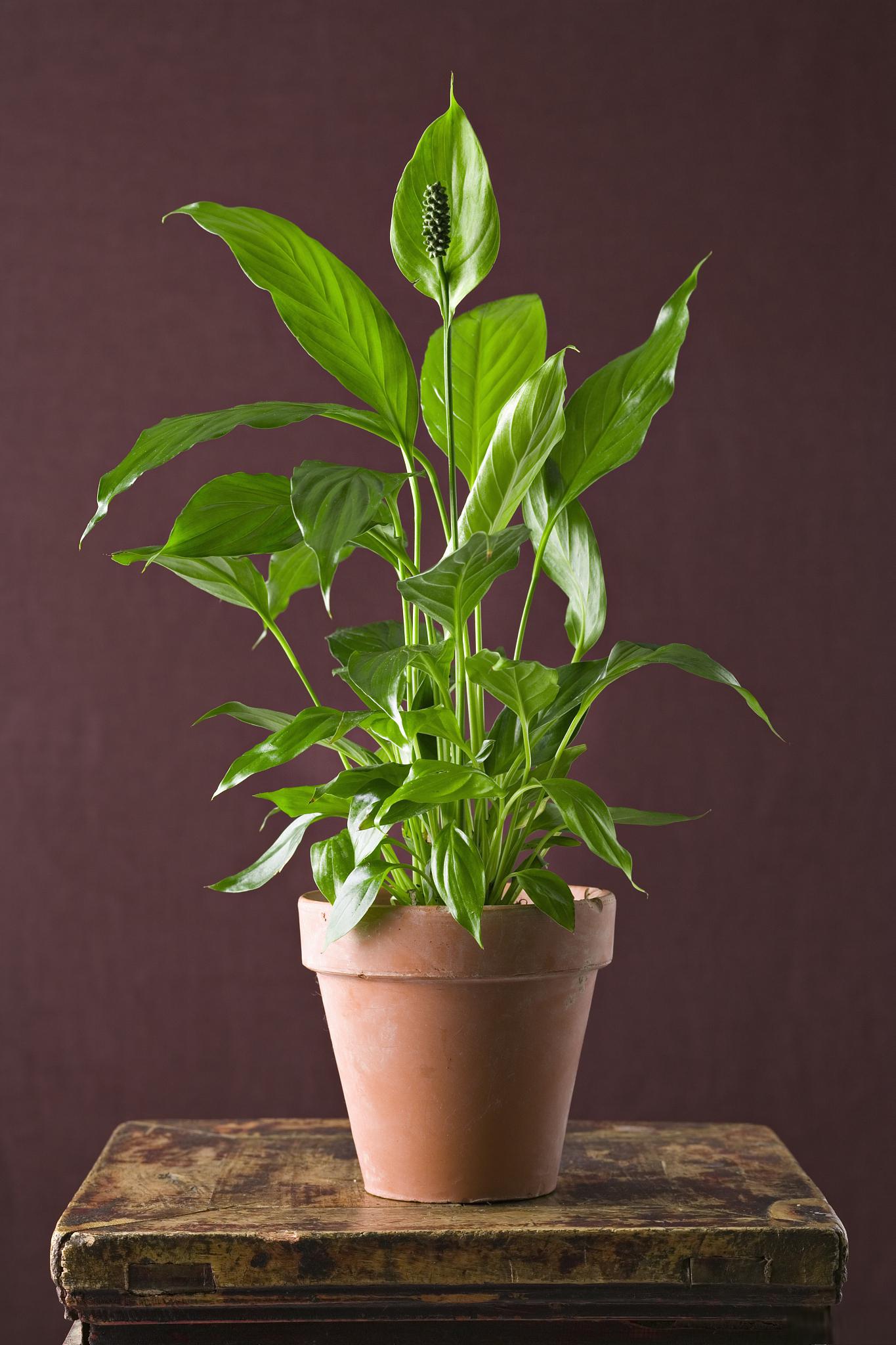 聚宝盆绿植养护技巧 聚宝盆绿植是一种受欢迎的室内植物,其独特的形态