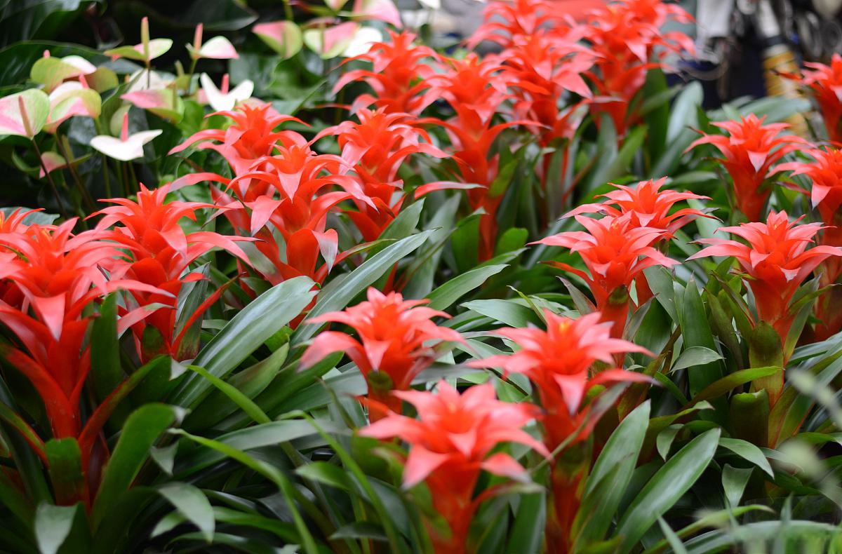 红运当头花谢后如何养护 红运当头是一种非常受欢迎的室内观叶植物.