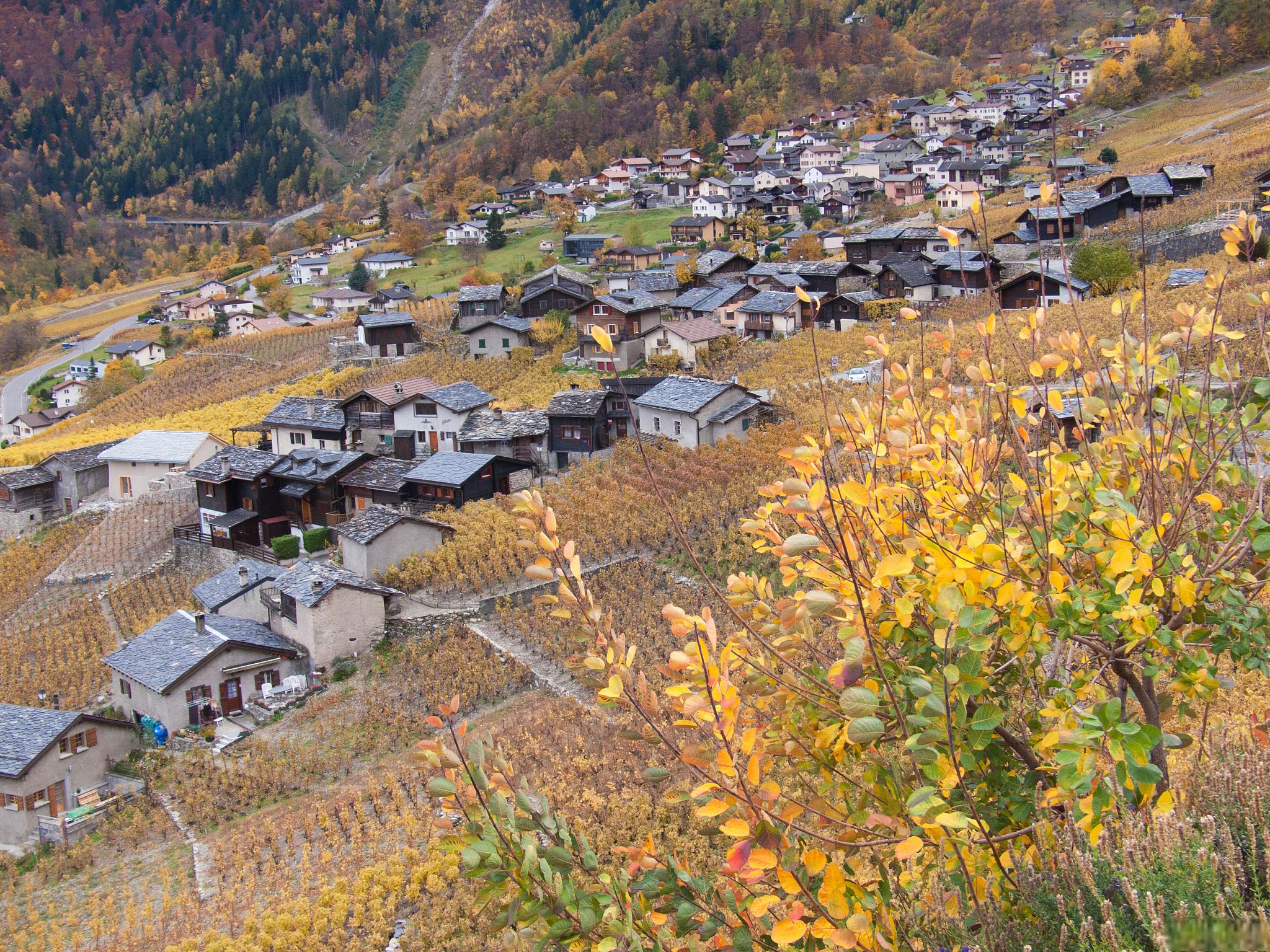 秋日去茂县叠溪古镇,你不能错过的美景 随着秋天的脚步越来越近,越来