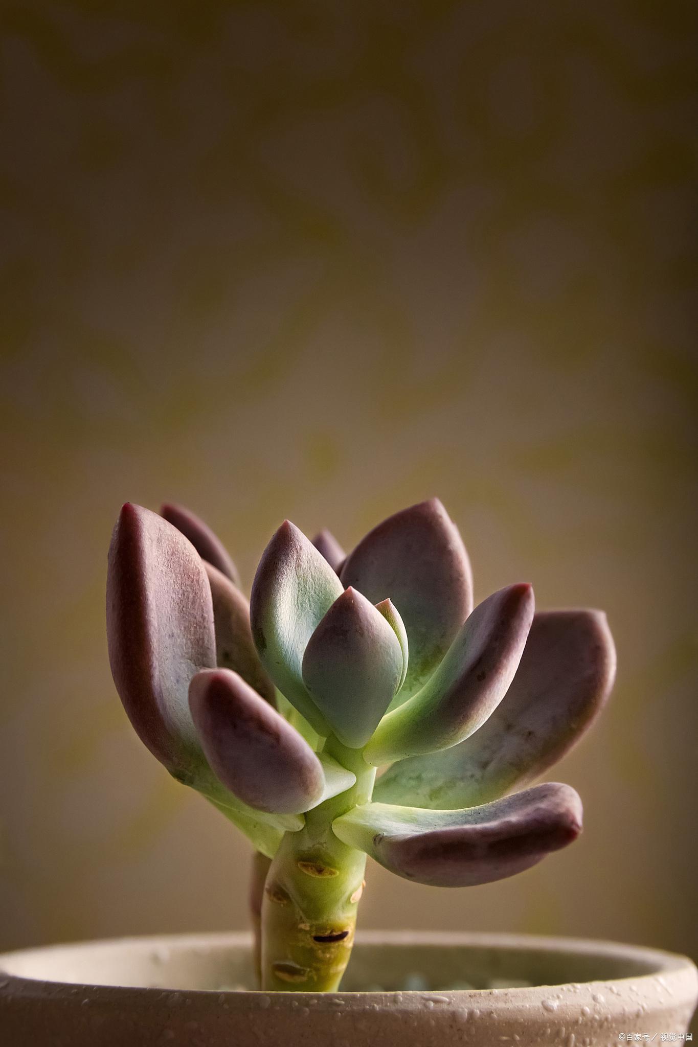 多肉植物怎么养才能又肥又胖 多肉植物因其可爱的外形和容易养护的