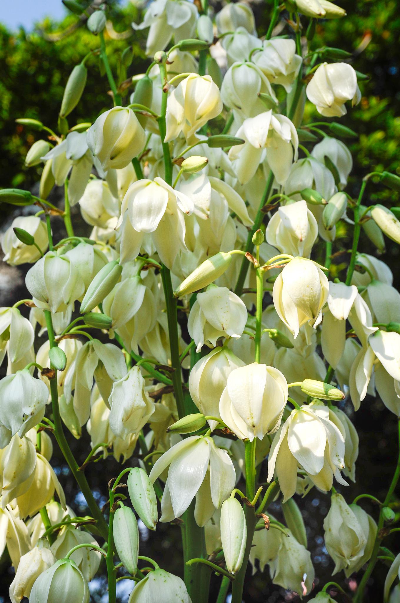 如何养好香水米兰 在花的世界里,香水米兰是一种颇具魅力的存在.