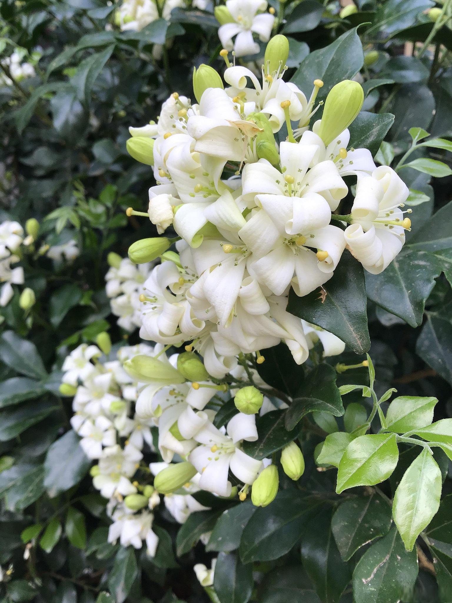 如何养好香水米兰 在花的世界里,香水米兰是一种颇具魅力的存在.