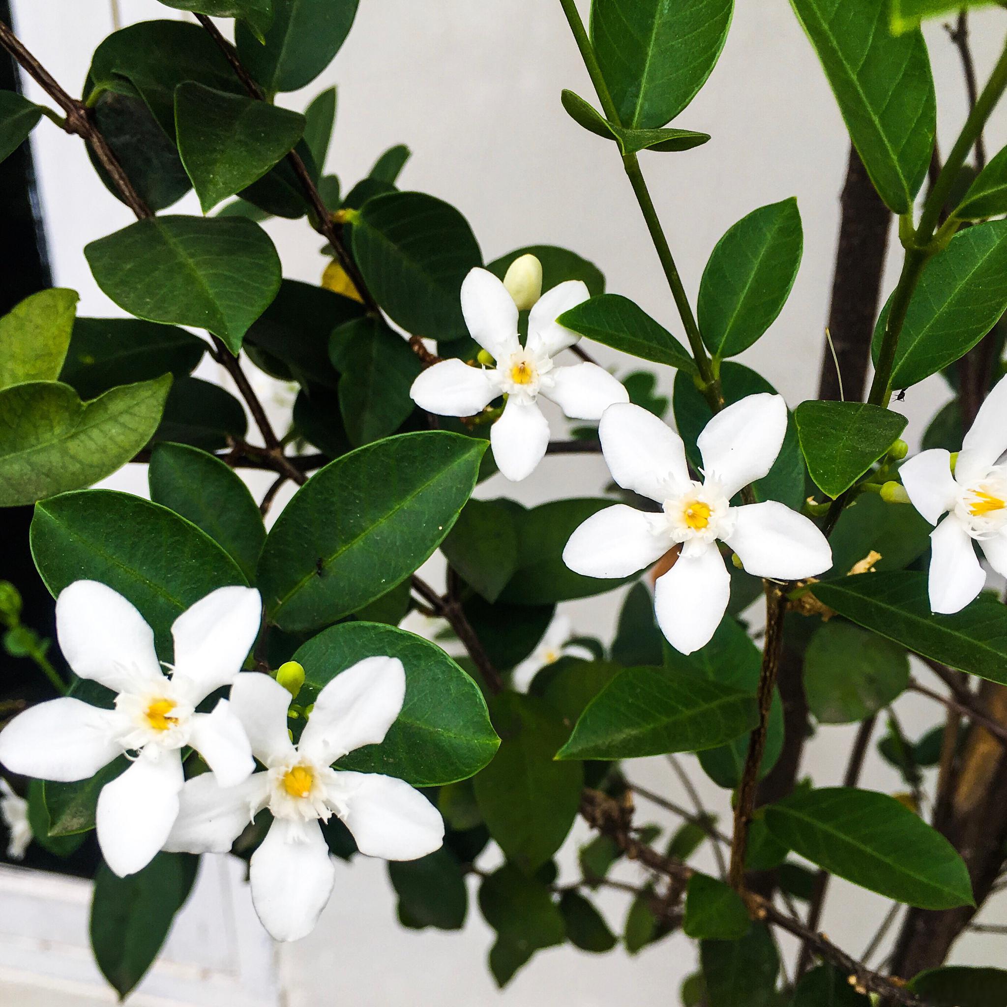 如何养好香水米兰 在花的世界里,香水米兰是一种颇具魅力的存在.