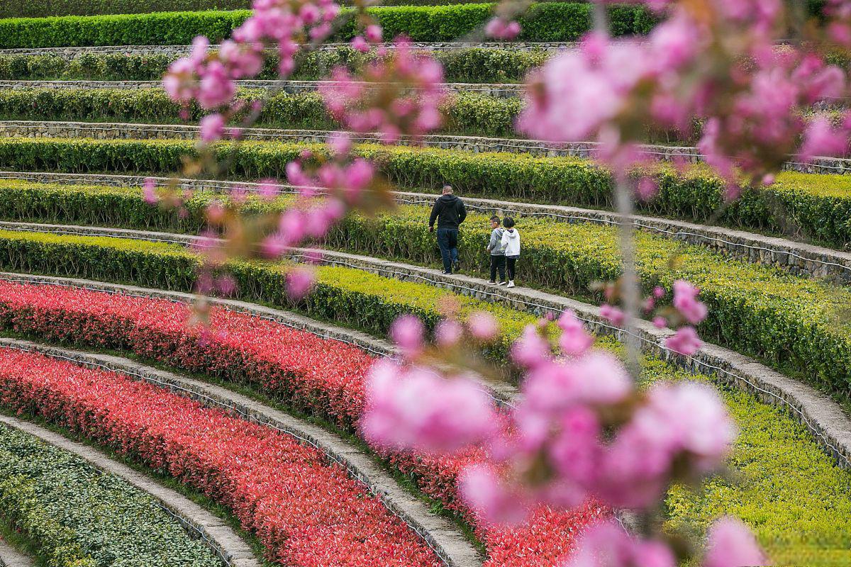 安化茶乡花海风景区图片