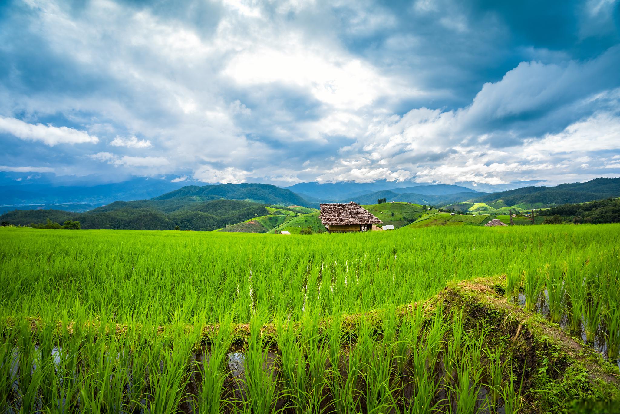 秋日田野,金色的欢乐 金秋时节,稻谷飘香,阳光透过蓝天洒在大地上,一