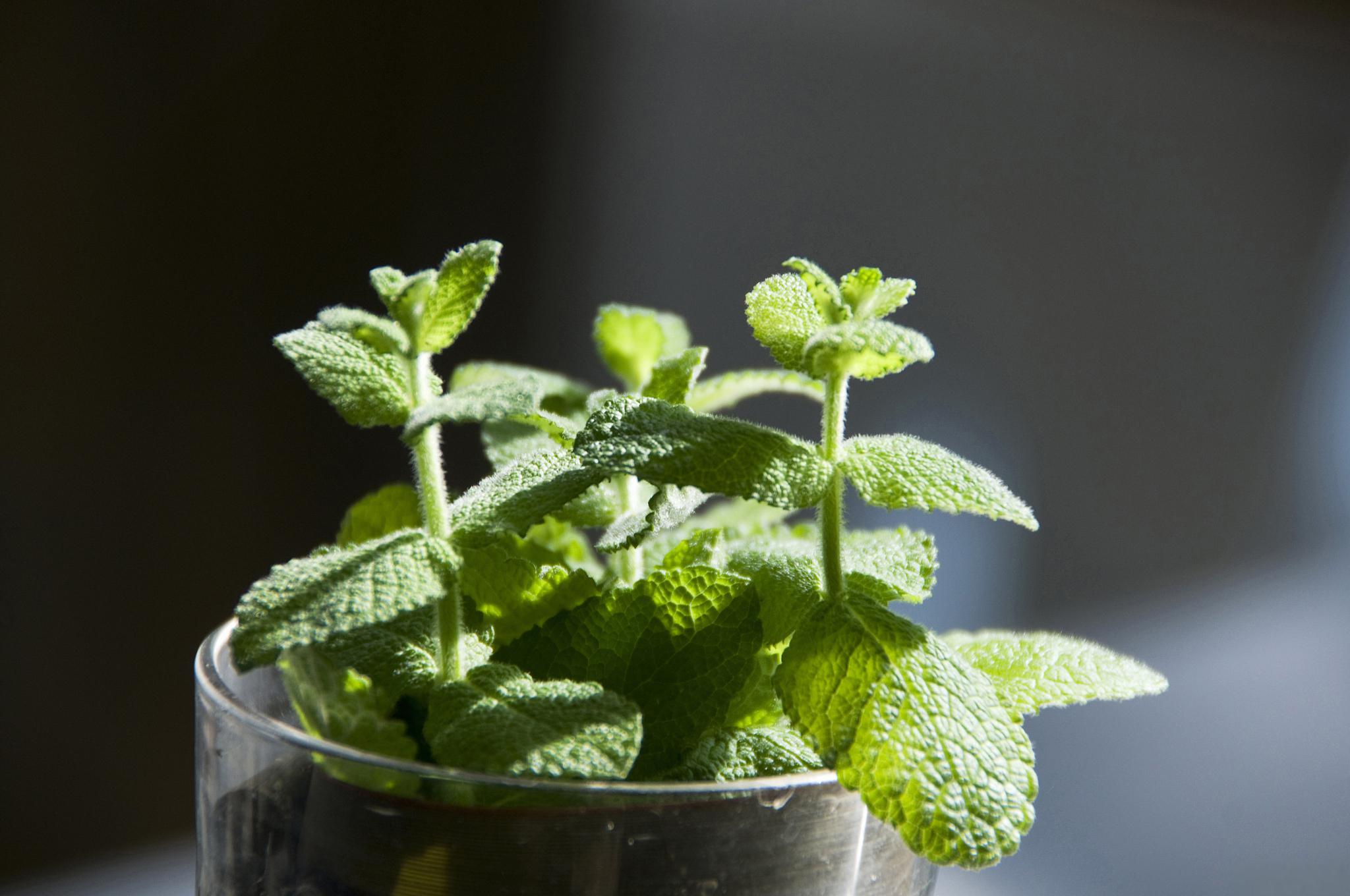 薄荷盆栽的养护方法 养护薄荷盆栽需要注意以下几点:选择合适的土壤和