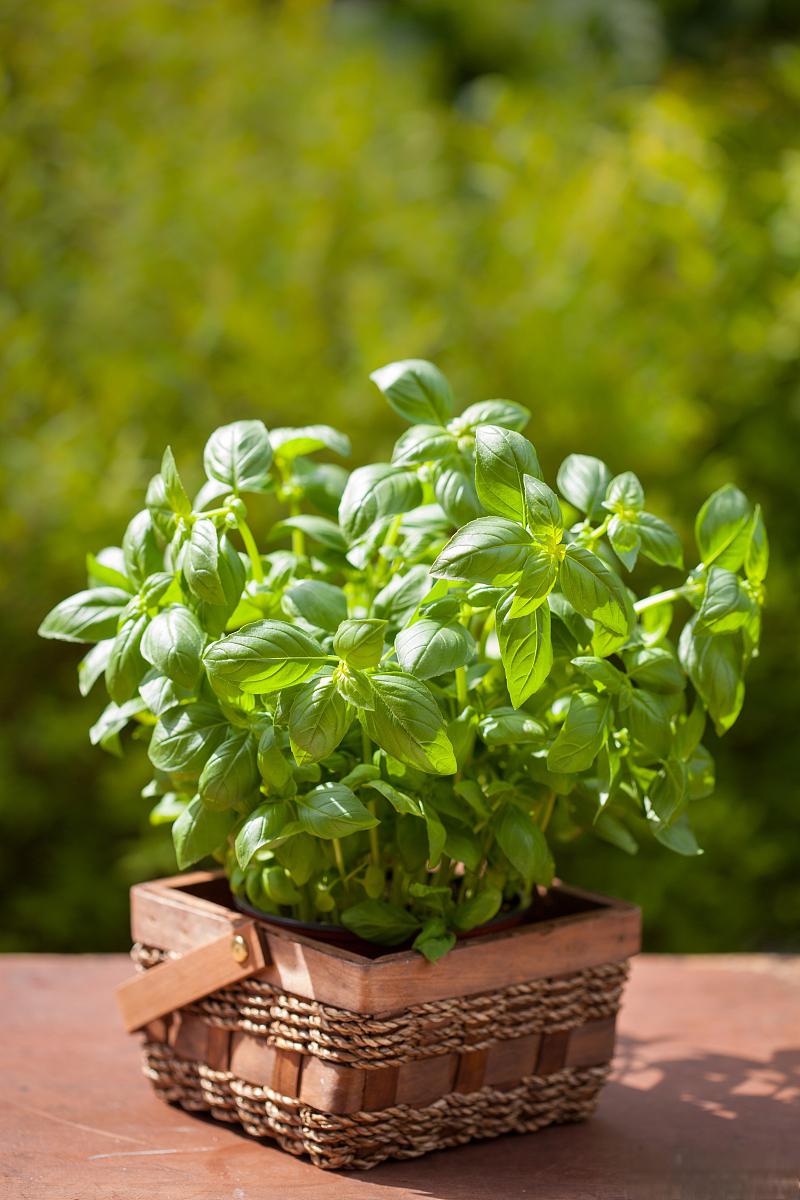 薄荷盆栽的养护方法 养护薄荷盆栽需要注意以下几点:选择合适的土壤和