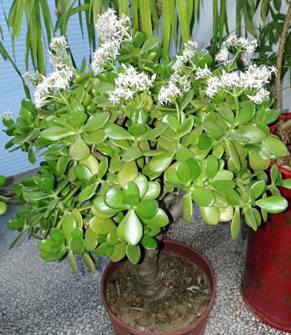 让你的玉树越养越肥壮 玉树是非常漂亮的盆栽植物,养在家里开出玉树