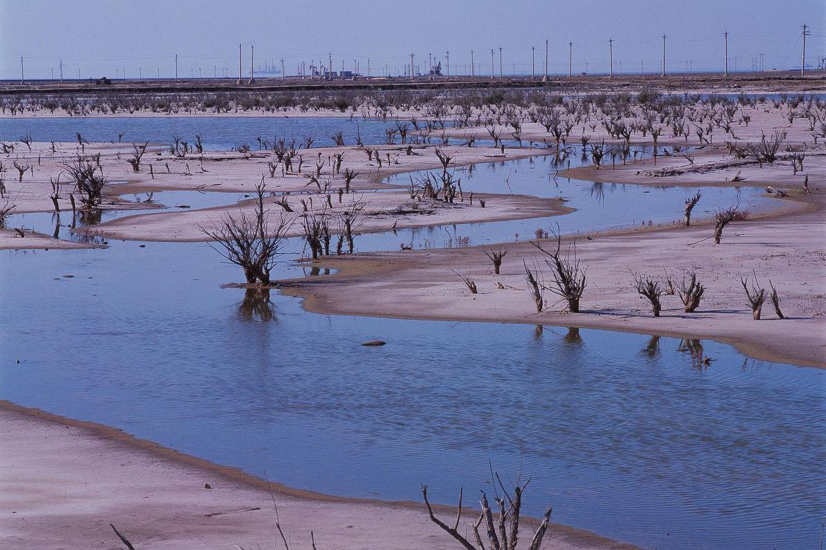 盐城东台条子泥:魅力四射的旖旎画卷 在中国的江苏省盐城市,有一片名