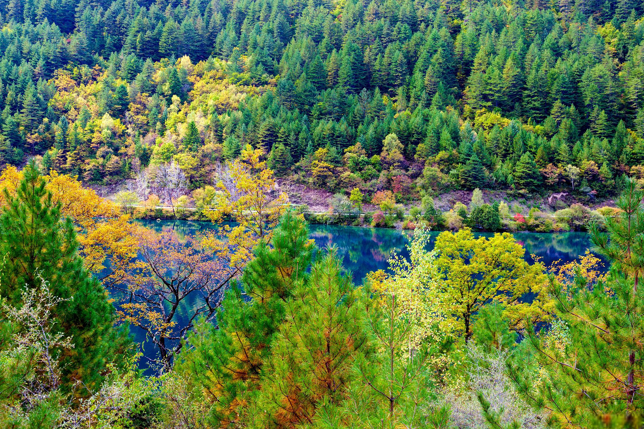 漫步九寨秋景,沉浸在大自然的怀爱中 秋天,九寨沟的景色以其独特的