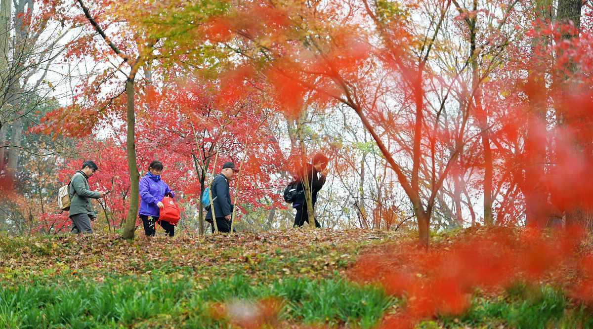 清远田野绿世界:赏枫叶的最佳之地 清远市佛冈县石角镇龙南小潭的清远