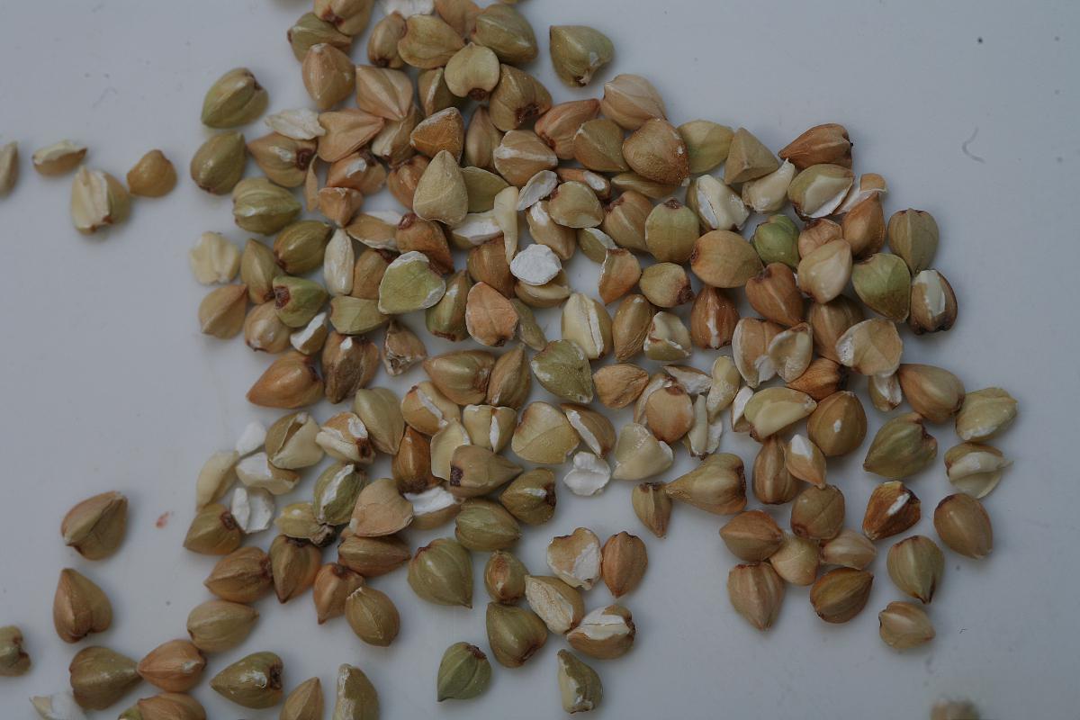 金玉兰种子发芽方法及要点 金玉兰是一种珍贵的植物,其种子具有独特的