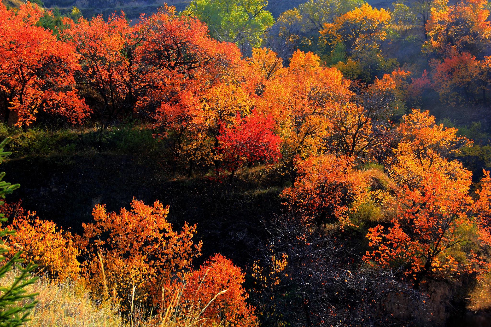 老龙潭:秋天的童话世界,赏红叶的最佳去处 固原,这座位于中国宁夏回族