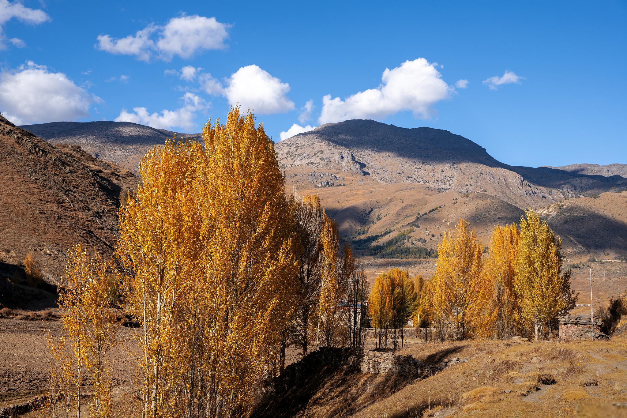 稻城亚丁秋季美景 随着秋天的脚步越来越近,稻城亚丁的秋天也如期而至