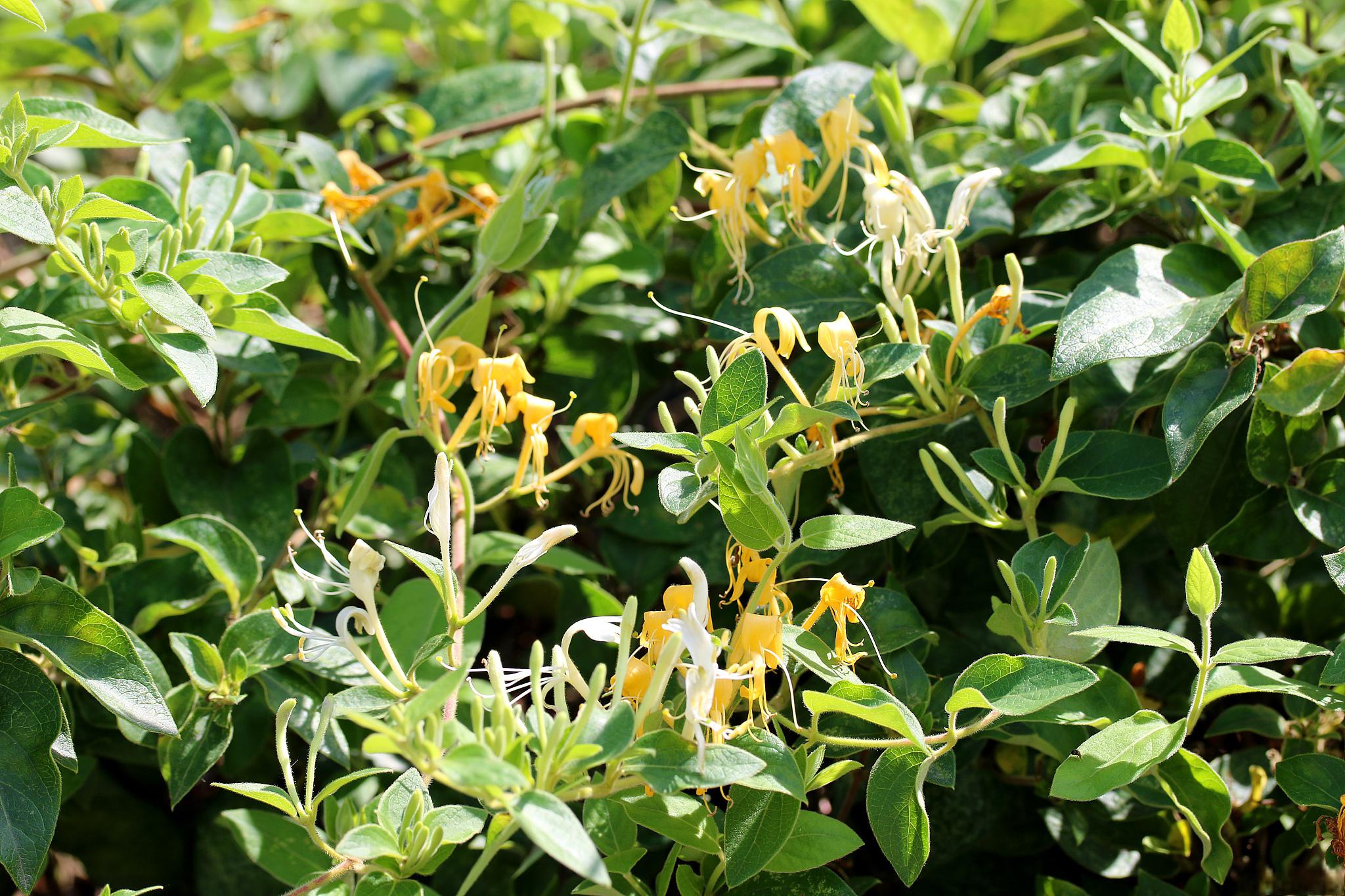 金银花压条繁殖方法详解 金银花是一种常见的观赏和药用植物,压条繁殖