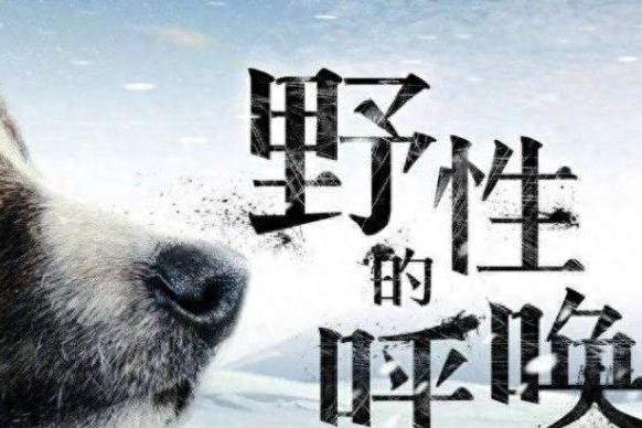 雪橇犬电影巴克图片