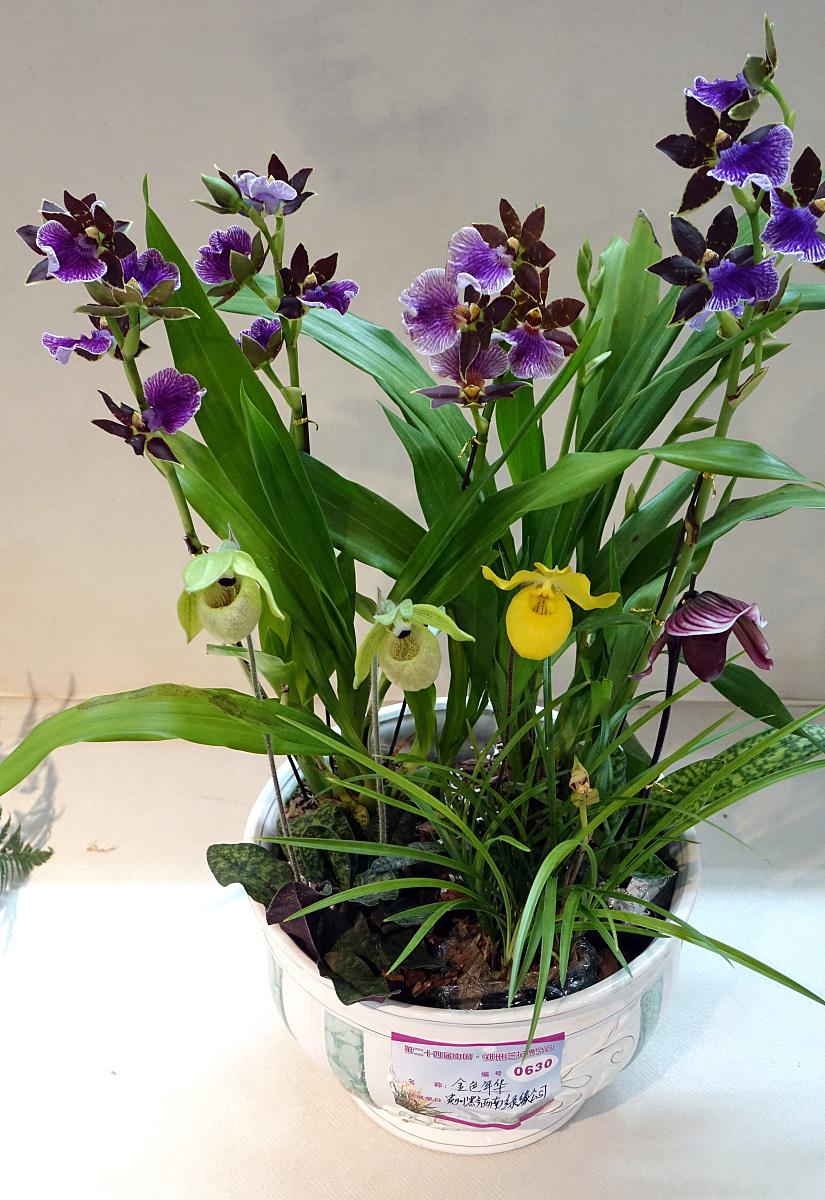 水培香水石斛兰的养护方法 水培香水石斛兰的养护方法如下:容器选择