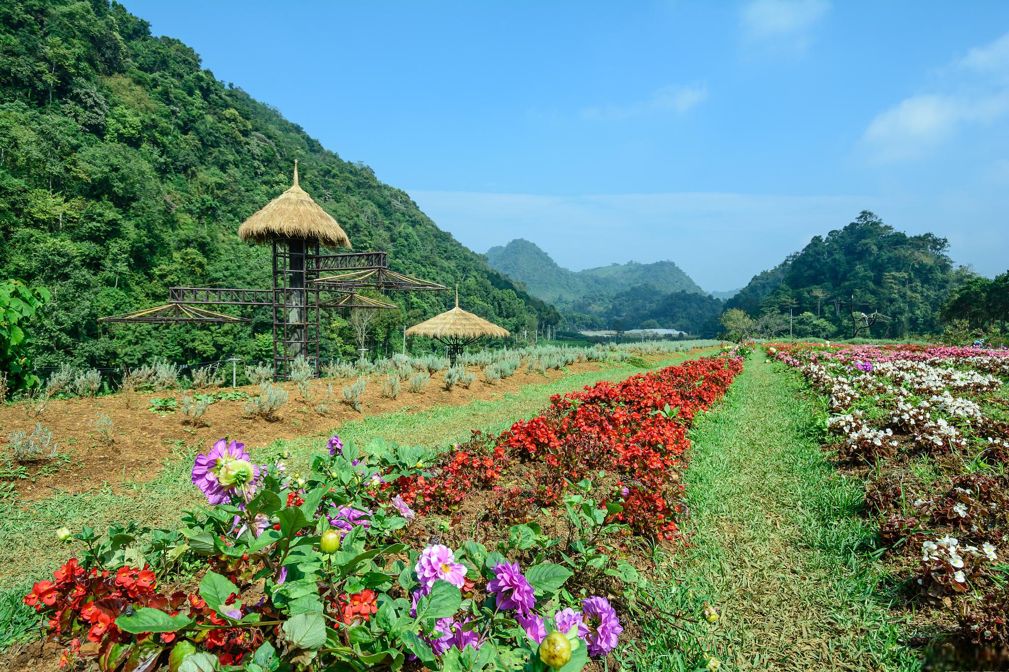 清溪谷花田酒地图片