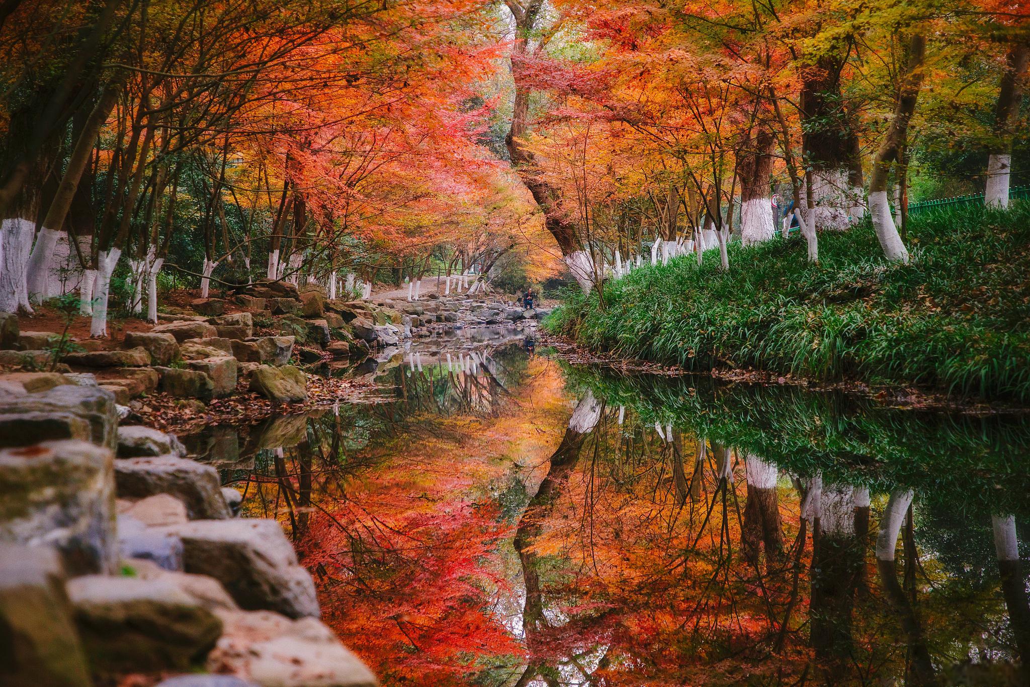 秋季来龙华旅游,不得不去的五个景点 龙华区是深圳市的一个重要区域