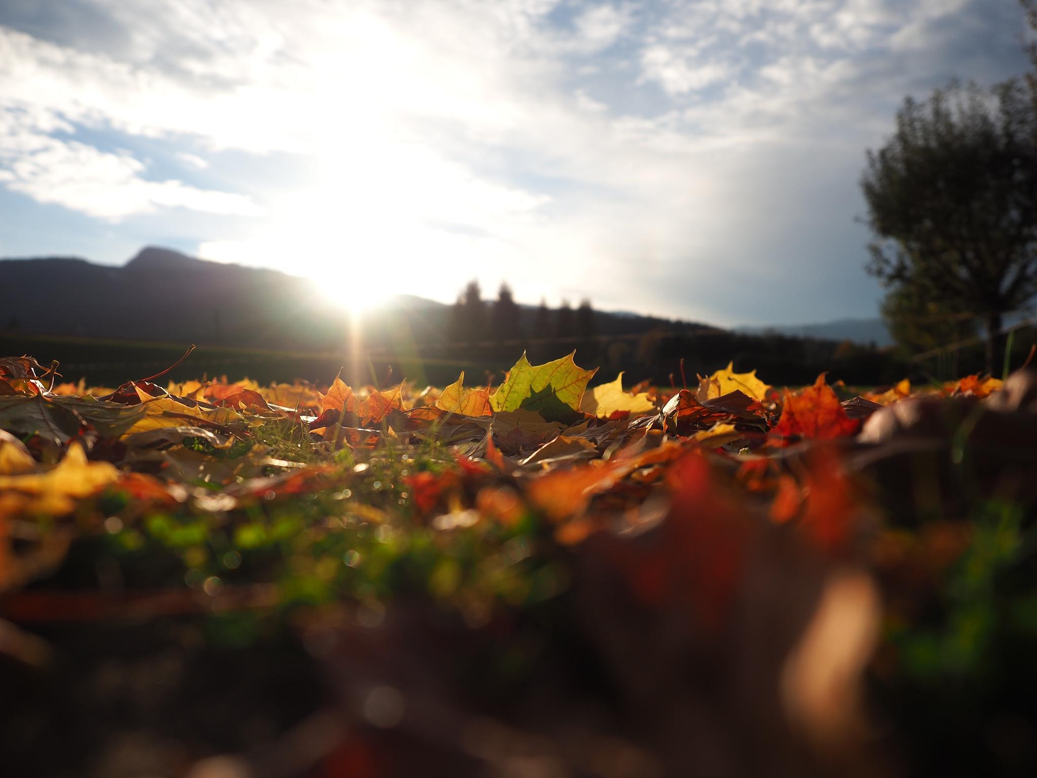 秋日阳光,让我们忘却烦恼 在这个充满秋意的季节,阳光明媚,温度适宜