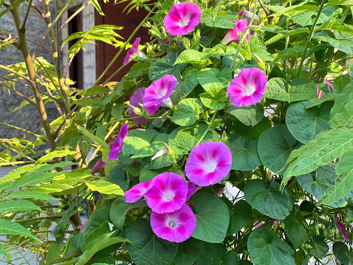 牵牛花什么时候开花图片