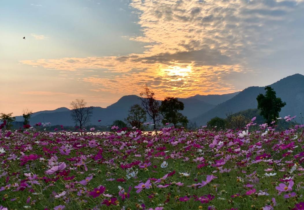 铜鉴湖花海,秋冬游玩四大乐趣 西湖之美,在于山水人文;湘湖之美,在于