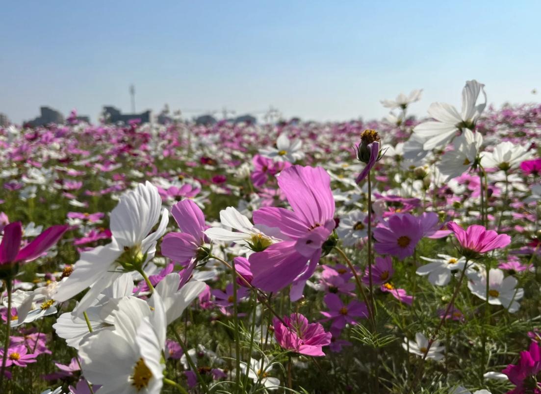 铜鉴湖花海,秋冬游玩四大乐趣 西湖之美,在于山水人文;湘湖之美,在于