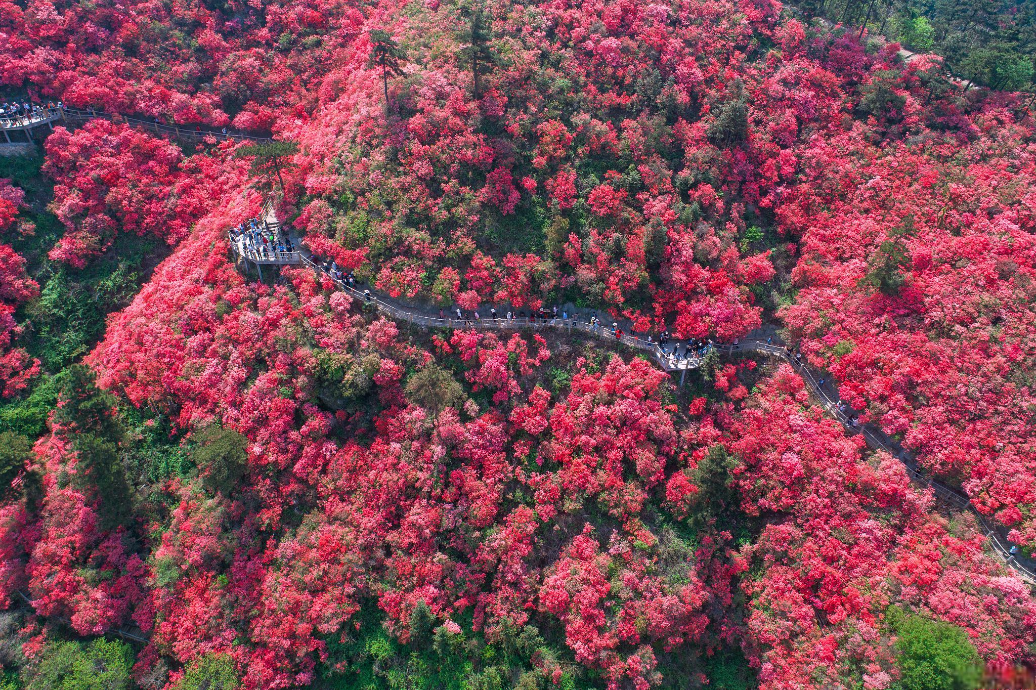 百里杜鹃风景名胜区 位于贵州省的百里杜鹃风景名胜区,如一条宽1至3