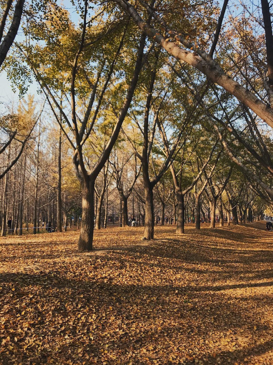 邳州银杏时光隧道景区介绍 邳州银杏时光隧道景区位于江苏省邳州市铁