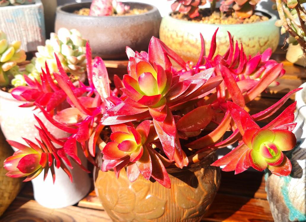 红叶祭和火祭的区别 红叶祭和火祭是多肉中长得比较像的品种,但它们