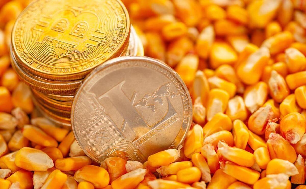 玉米价格上涨图片