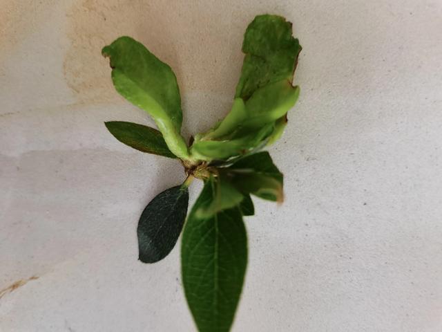 杜鹃花花饼病防治方法 杜鹃花叶片变厚变脆像长瘤了,变形叶上还有白