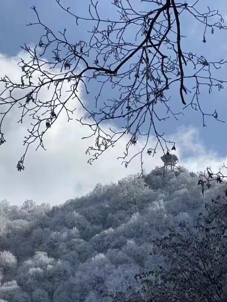 华山雾凇图片