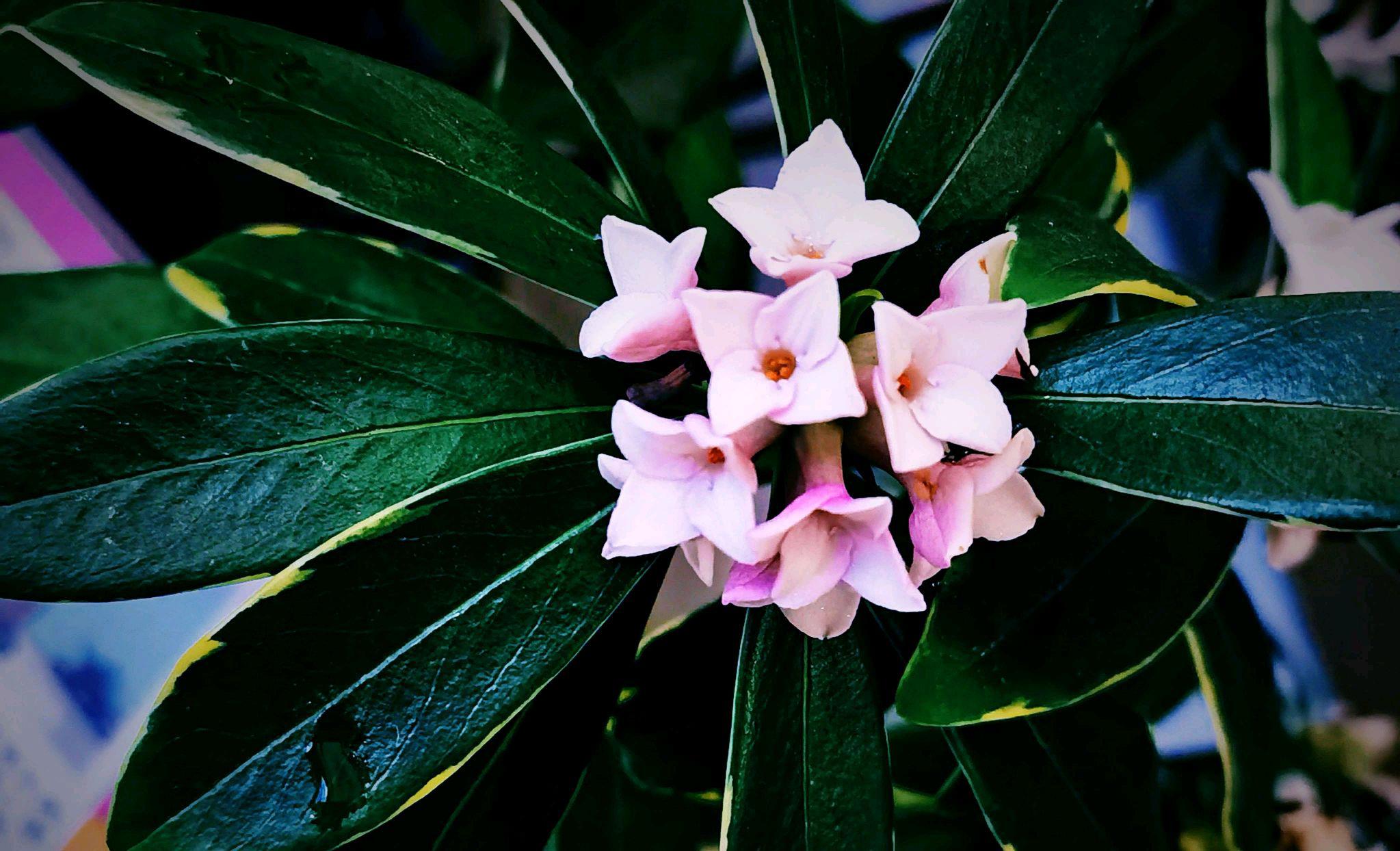 金边瑞香的繁殖方法 金边瑞香是一种非常受欢迎的花卉,它以其美丽的