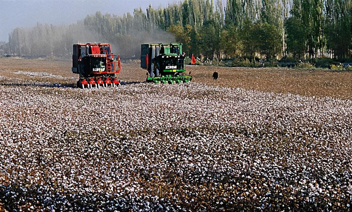 新疆棉花:品质独步,引领国内 新疆棉花质量非常好,适合种植棉花的原因