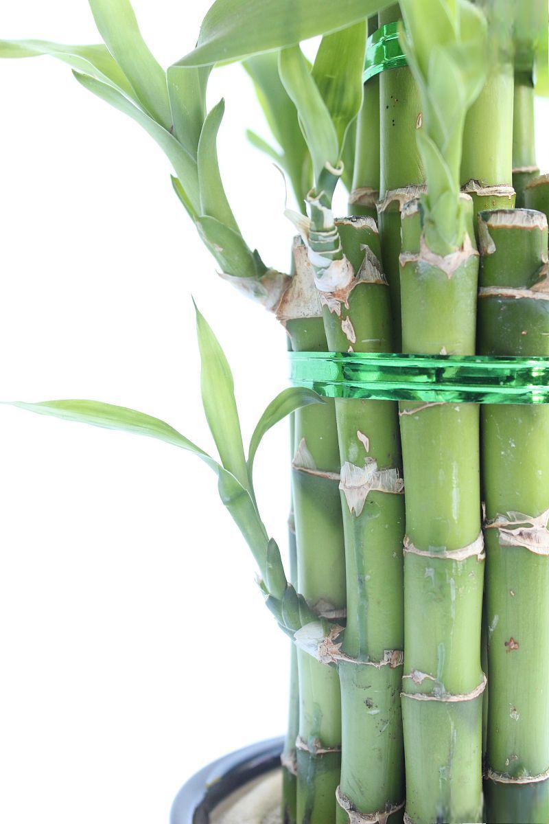 凤尾竹的养殖方法 凤尾竹,学名"蓬莱竹",是一种常见的观赏植物,因其