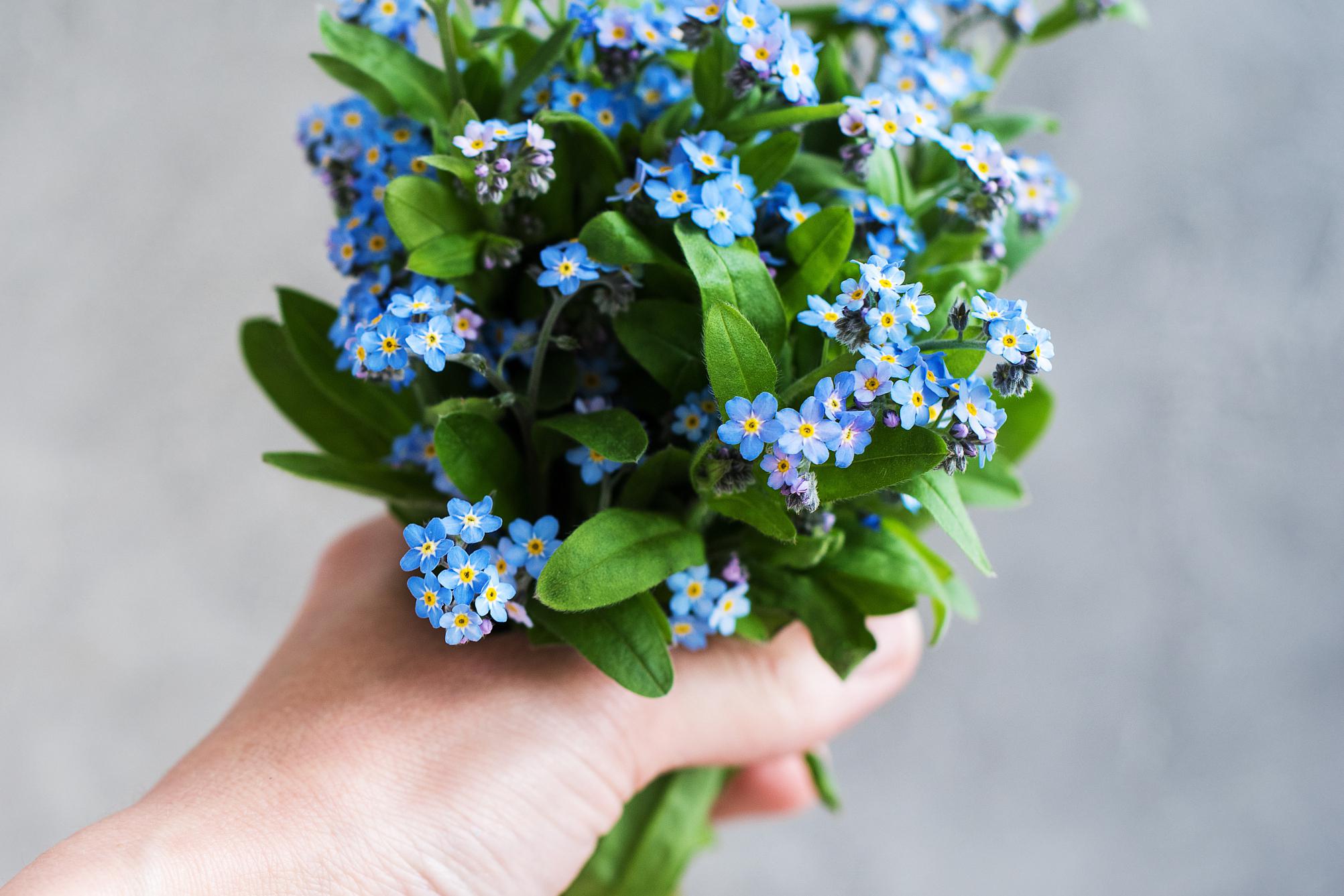 满天星的养护方法 满天星具有很高的观赏价值.