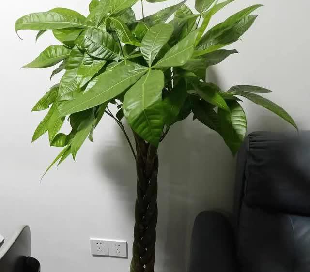 耐阴之美,背阴处的花草 花草有千万种,每一种在生长环境上都有着不同