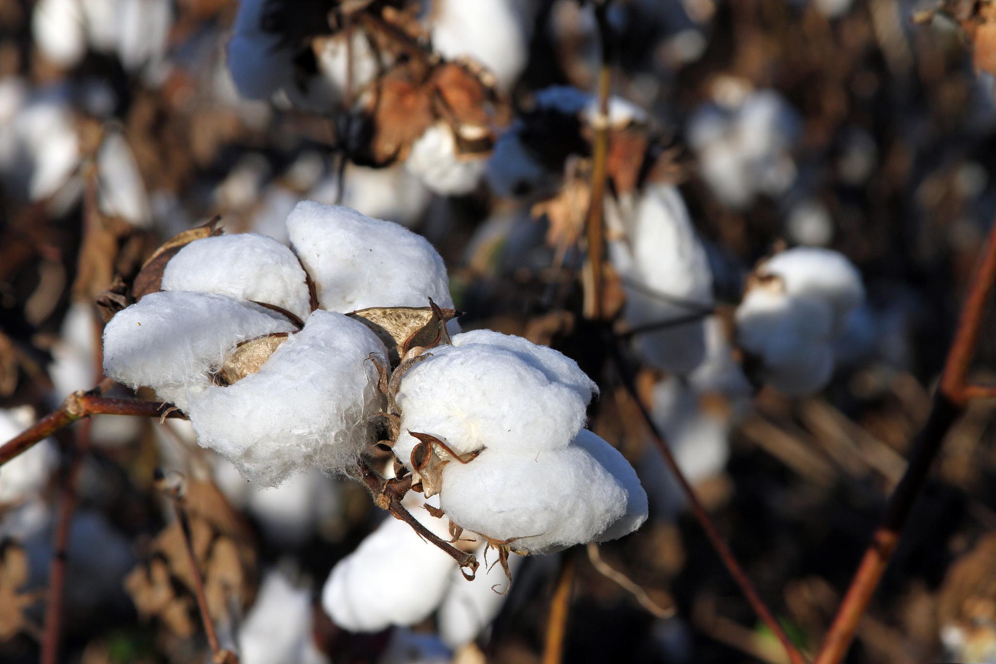 中国棉花进口与出口 中国是世界上最大的棉花消费国,每年的棉花需求量