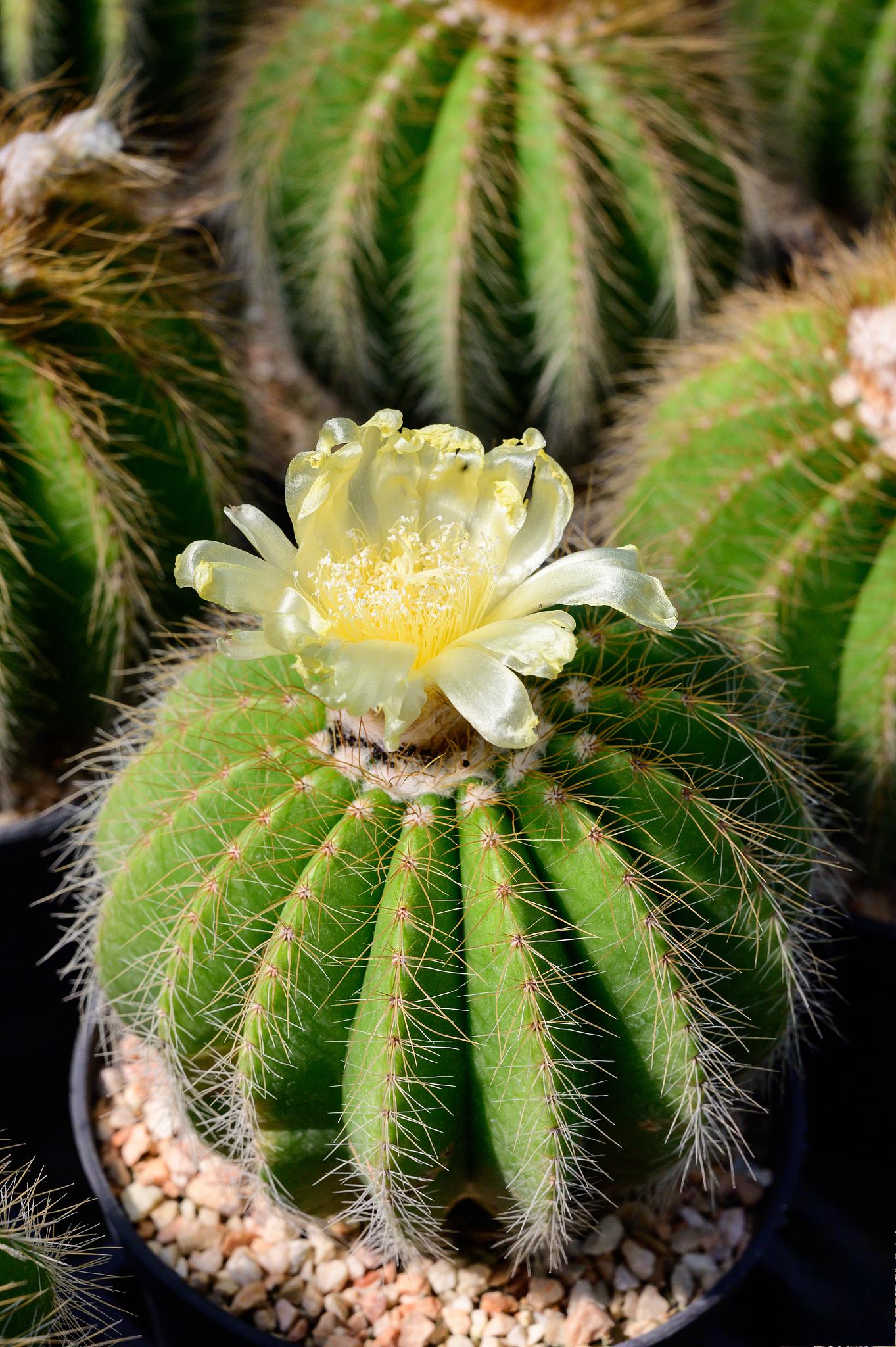 金琥仙人球的养殖秘籍 金琥仙人球,这个小家伙可不仅仅是盆栽那么简单