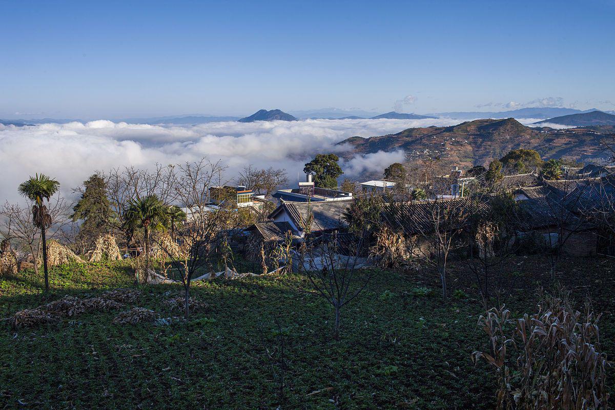 腾冲秋天的银杏叶 在中国的秋天,有一种风景让人无法忽视,那就是满树