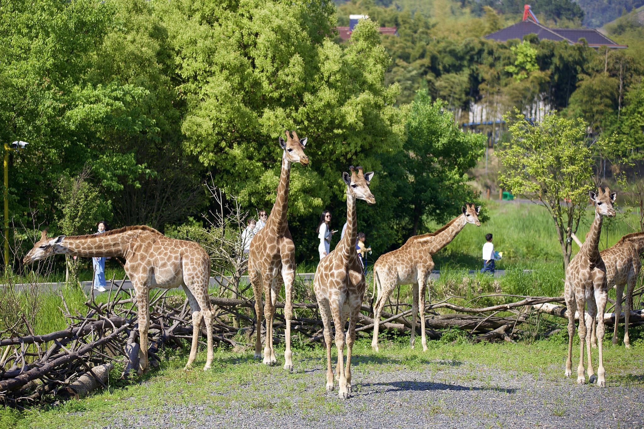 杭州野生动物世界,与自然亲近的好地方 杭州野生动物世界,坐落于浙江